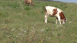 Коровы и телята на лугу  Брянская область