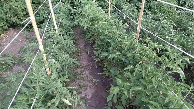 КАК ПОДВЯЗЫВАТЬ помидоры В ПОЛЕ, сразу 300шт