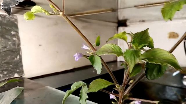 Цветение лимонника