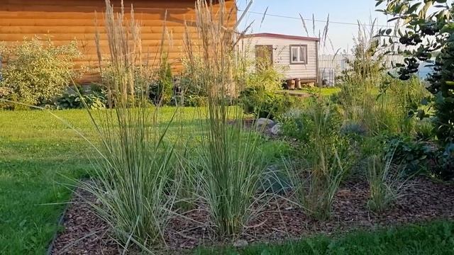 МОДНЫЕ РАСТЕНИЯ: злаки и травы. Моя КОЛЛЕКЦИЯ. смотреть онлайн