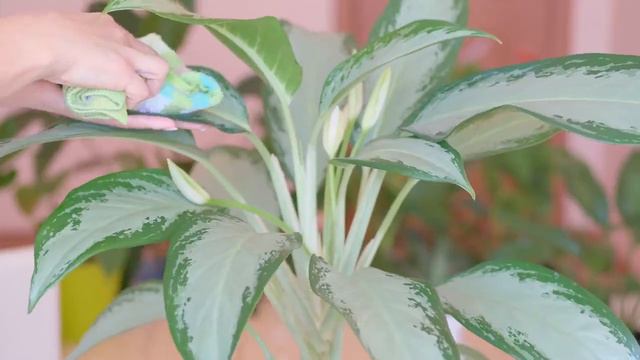 Perfect Plants For Dark Rooms -  The Best Low Light Indoor Plants for Homes & Offices