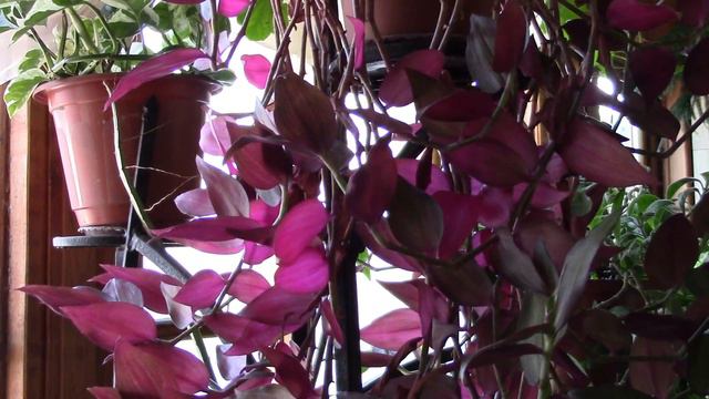 Традесканция. Влияние света на формирование традесканции.