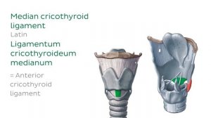 Гортань - Анатомия человека | Kenhub
