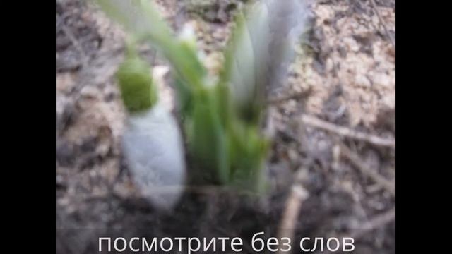 Зацвели подснежники к 8 Марта у нас на клумбе смотреть онлайн