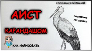 Как нарисовать АИСТА карандашом поэтапно. KazyavaArt