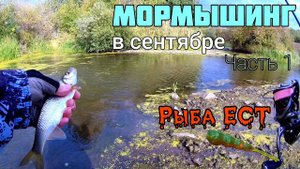Мормышинг. Рыбалка в сентябре. Часть 1. Рыба ест. Ловля ельца спиннингом на микроприманки
