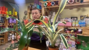 Эхмея - просто громадная домашняя бромелия