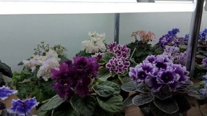 Про продажу фиалок?, с мая по сентябрь отправляю посылки. https://t.me/fialki_svetlanka