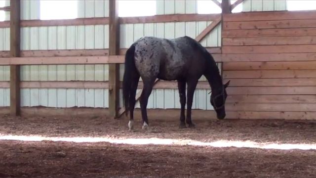 RF Lavender - 2016 Appaloosa Sport Horse Filly by Lion King смотреть онлайн