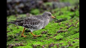 Звук пения птицы: кулик-дутыш