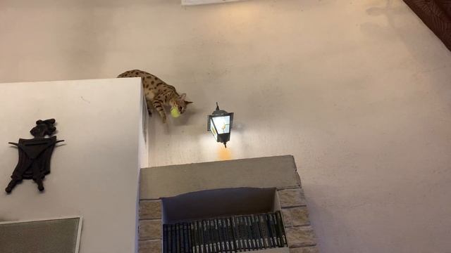 СПОРТИВНЫЕ ИГРЫ СЕРВАЛ ПРОТИВ САВАННЫ Ф1 / SERVAL VS SAVANNAH F1 смотреть онлайн