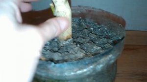 Цветение лимона Павловского