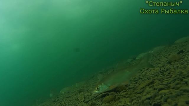 Камера под водой Релакс и Дедушкина каша