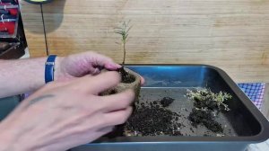 1.Как укоренить облепиху. Бонсай маме,часть 1.mp4