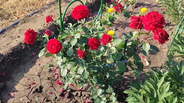 Роза Нахеглут... ((Обзор первой волны цветения)) смотреть онлайн