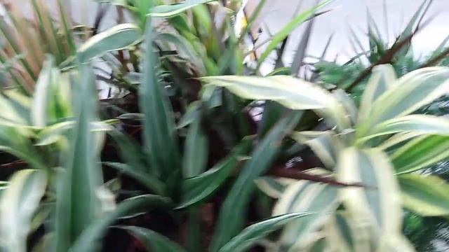 Комнатные цветы.Обзор комнатных растений в Леруа Мерлен. 25 марта 2020года. смотреть онлайн