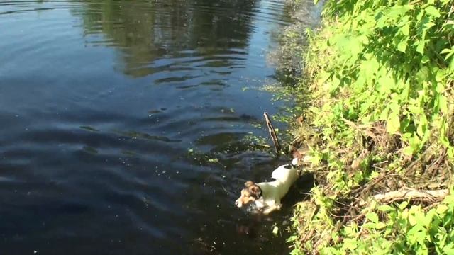 Горожанин на даче #5. Купание собаки Дуси. Джек рассел терьер - это собака-утка :) смотреть онлайн