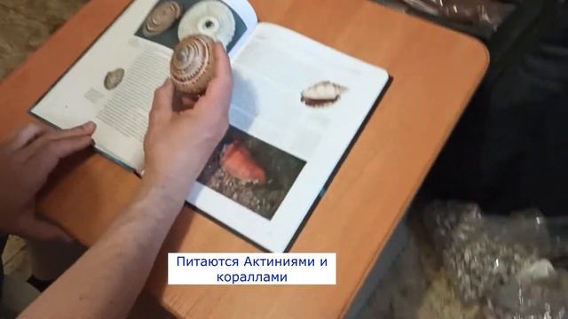 Факты о ракушках и моллюсках. Архитектоника (Architectonica)