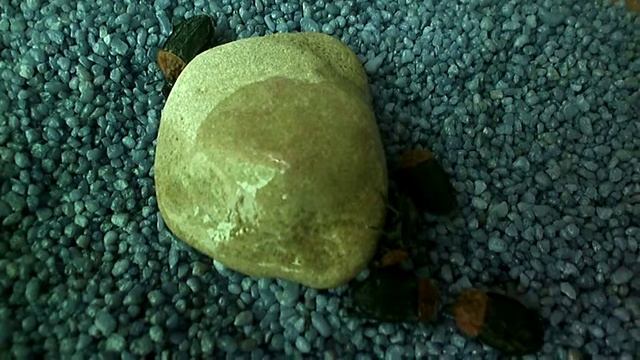 красногрудый мертвоед (Oiceoptoma thoracica) смотреть онлайн