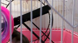 Джунгарские хомяки, и уход за ними