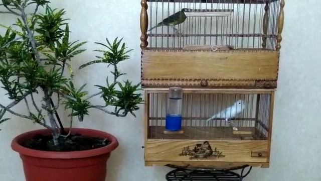 кенар 2020г смотреть онлайн