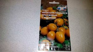 Ознакомление с томатом непасынкующийся Оранжевый с носиком