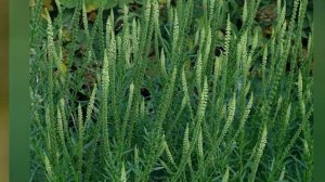 РЕЗЕДА (RESEDA)