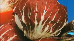 Салат обыкновенный Пала Росса Кочанный ? обзор: как сажать, семена салата Пала Росса Кочанный