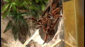 Avicularia Versicolor Mating