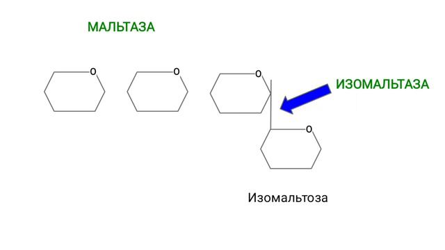 Биохимия: обмен углеводов-3 (переваривание и всасывание) смотреть онлайн