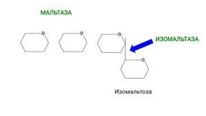 Биохимия: обмен углеводов-3 (переваривание и всасывание)