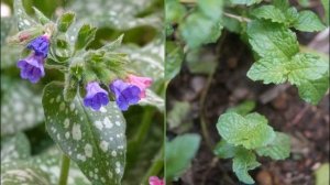 Лечение легких народными средствами.