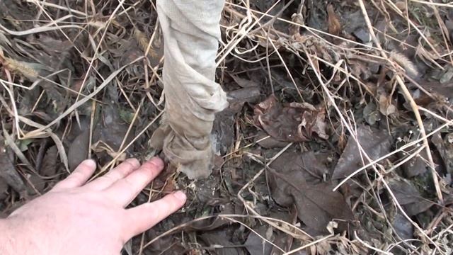 Снимаем укрытие с колоновидных яблонь смотреть онлайн