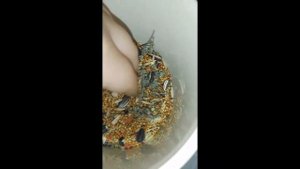 Как сделать копошилку для попугая/птицы своими руками?