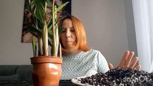 ЗАМИОКУЛЬКАС ❗️Пересаживаем правильно?