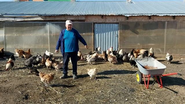 Куры, фавероль лососевая и улучшенные местные мясояичные куры (часть 3)