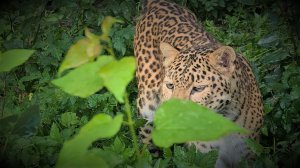 искалеченный леопард первый раз ходит по траве/crippled leopard walks on grass for the first time