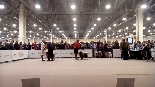 Золотой Ошейник 2016 кеесхонд смотреть онлайн