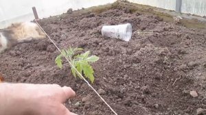 Посадка помидор