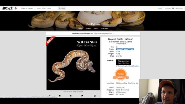 Huffman Ball Python Morph Combos | Jack's Reptiles