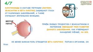 Что творит петрушка! В чём польза и вред петрушки?