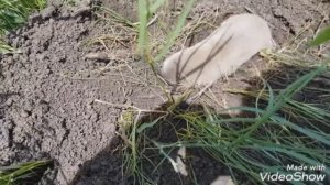 Слепыш – что за зверь?!