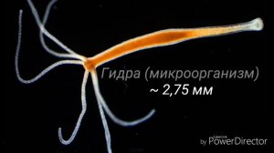 СРАВНЕНИЕ РАЗМЕРОВ ЧАСТЬ 2