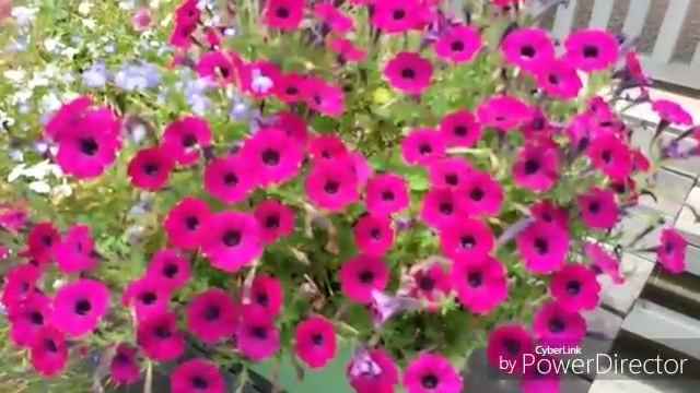 Петуния Торнадо. Июль. смотреть онлайн