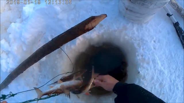 Проверка крючков на налима 19 01 2019 смотреть онлайн