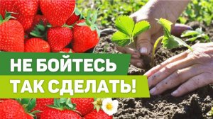 КЛУБНИКА Высадка осенью и подготовка к зиме