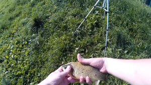 Рыбалка на карася. Июнь.