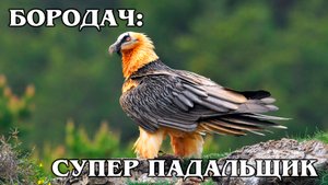 БОРОДАЧ (ЯГНЯТНИК): Главный пернатый "санитар" гор | Интересные факты про птиц и животных