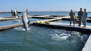 Боевые дельфины