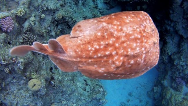 Леопардовый электрический скат Torpedo panthera лат смотреть онлайн